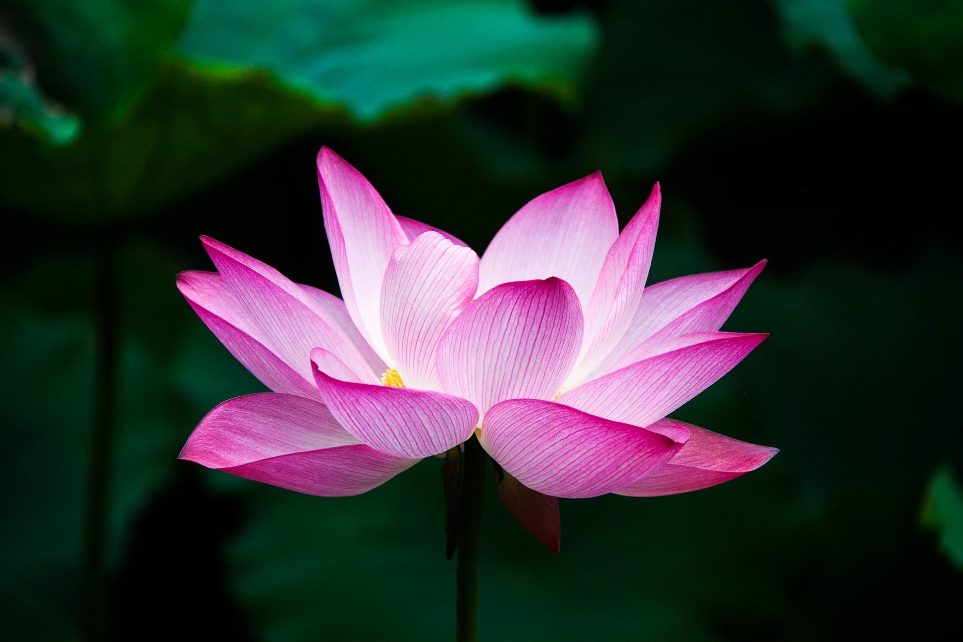 地藏王菩萨名号 地藏王菩萨名号